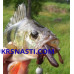 Сьедобный силикон Bait Breath U30 Rush Craw 2,8